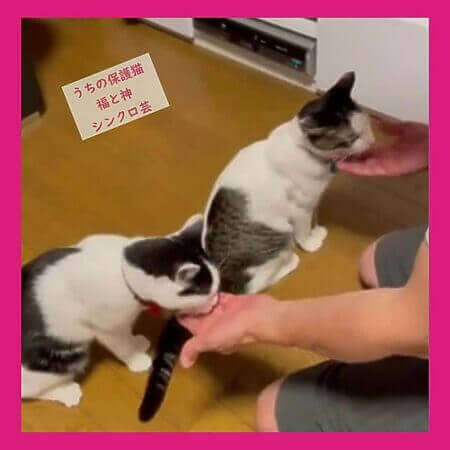 うちの保護猫 福&神