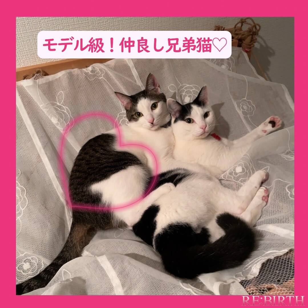 You are currently viewing モデル級！仲良し兄弟猫♡