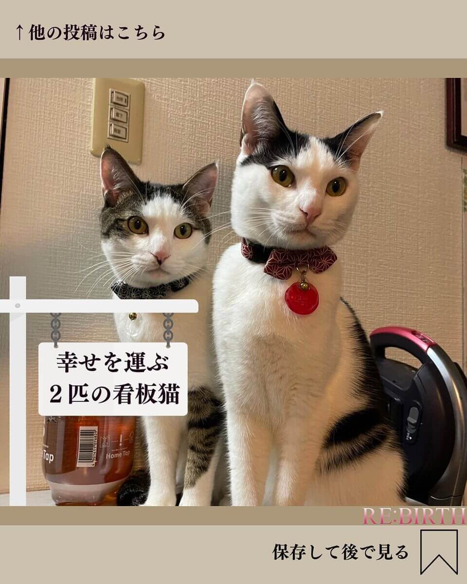 ２匹の看板猫の仲良しリンク写真