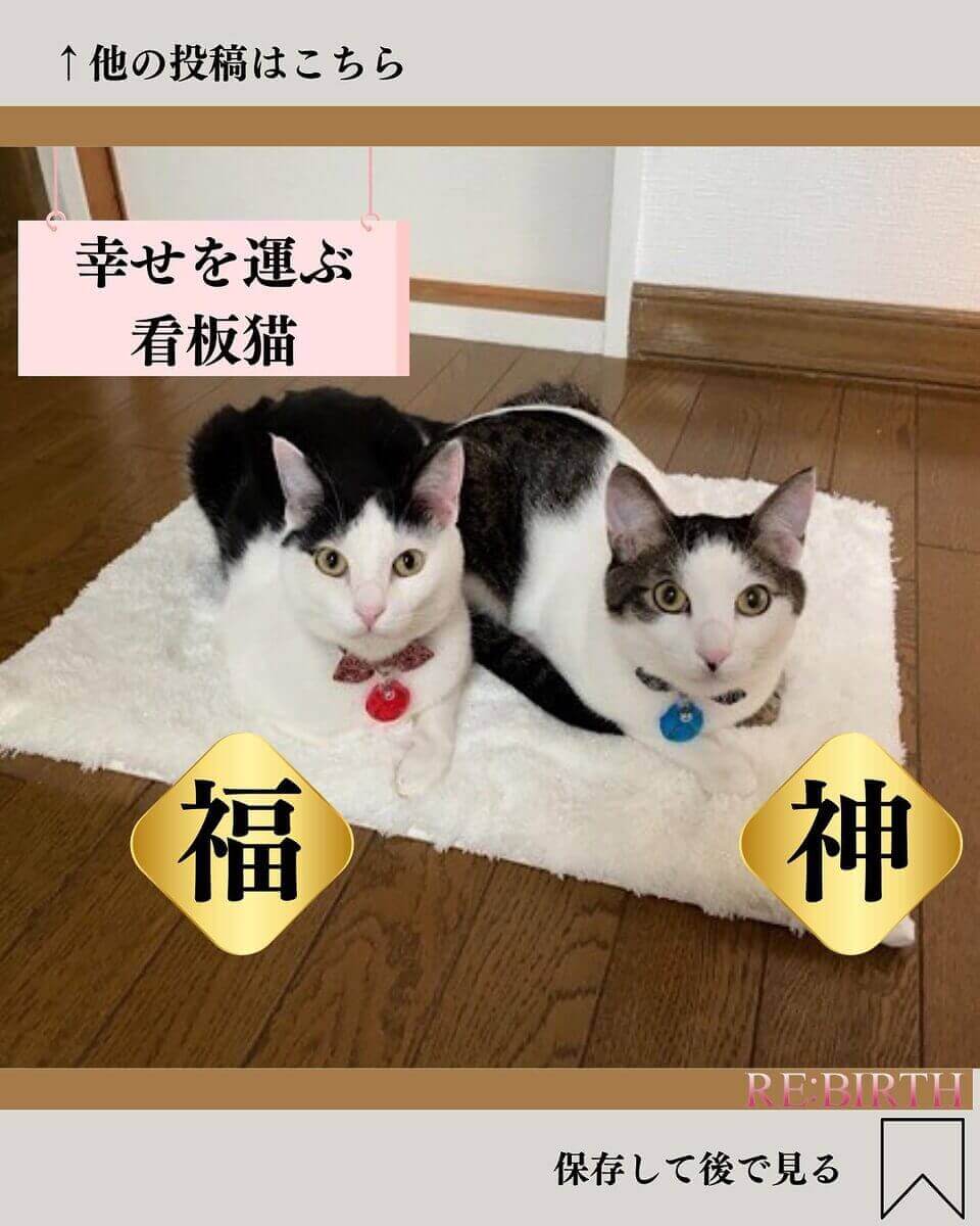 幸せを運ぶ看板猫