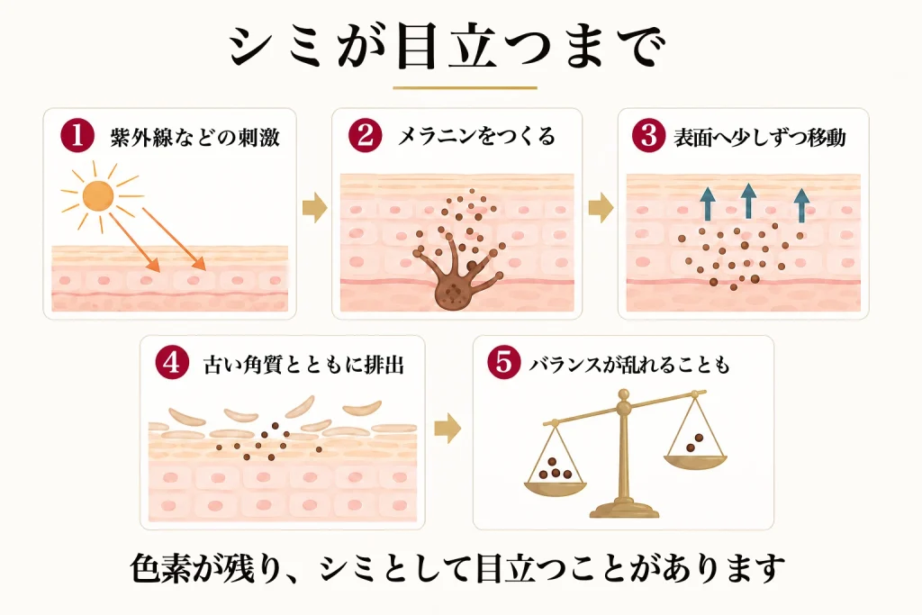 メラニンがつくられ排出される流れの図
